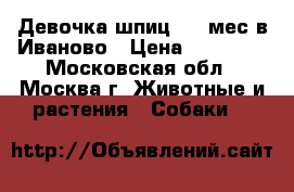 Девочка шпиц 2.5 мес в Иваново › Цена ­ 25 000 - Московская обл., Москва г. Животные и растения » Собаки   